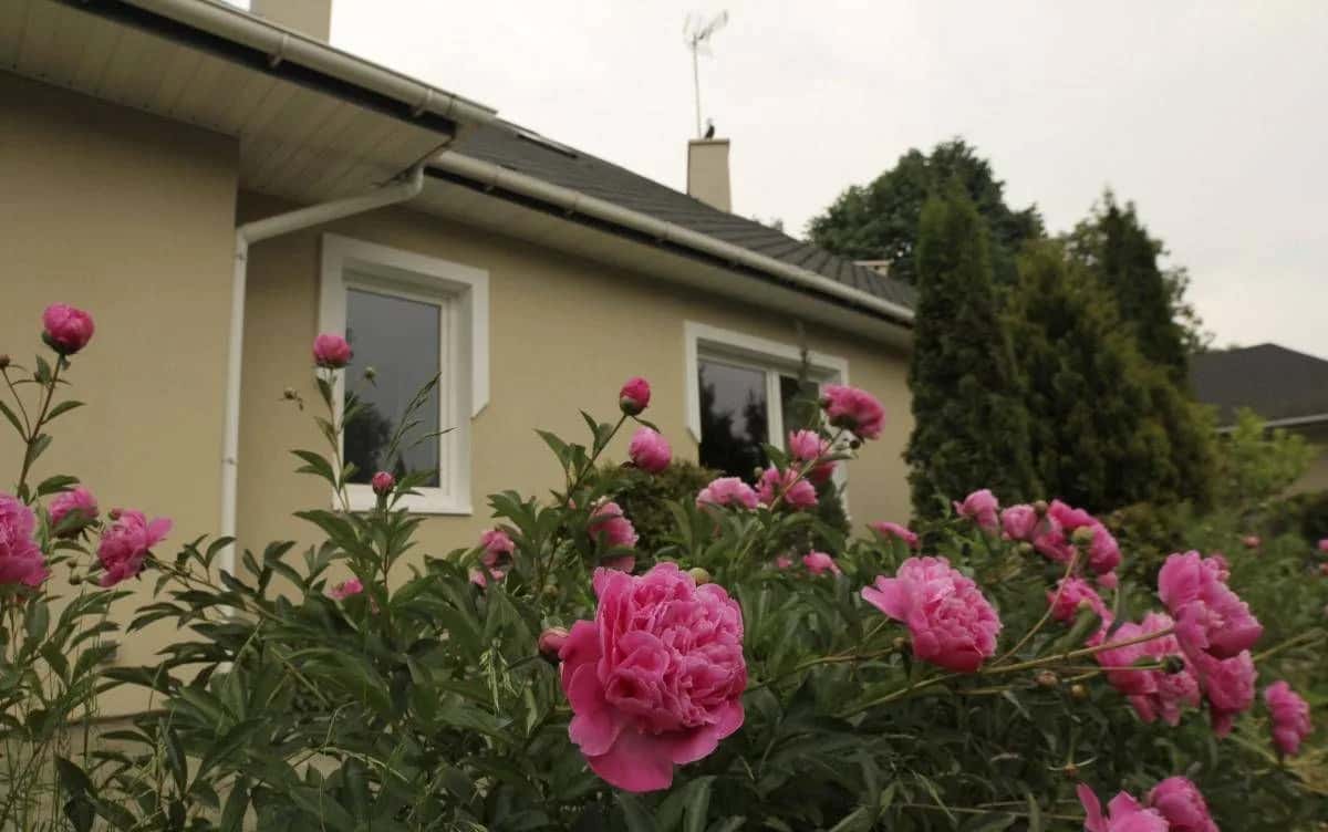 Dom Seniora Villa Peonia